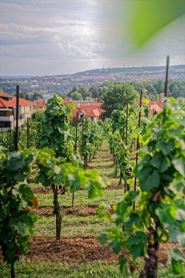 Vinice Salabka Apartament *